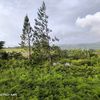 landscapes847