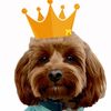 princelouie.thecavapoo