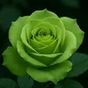 _hiroshi.s03.komachiii