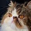 gizmo.the.great.persian