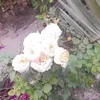 ld_p_p
