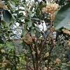 phanthuthao_1985