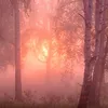 pepsaao