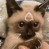 thecatnicky0_0