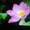 luye