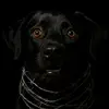 saddogbark