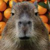 dailycapybaras