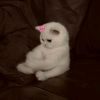 hala.ahmed9748