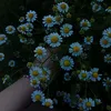 samira05647