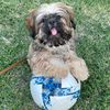 wookies.world