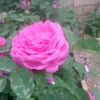 user007302124