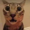 user.101220106