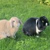 Lilo and Cooky