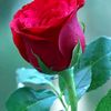 user69703431821718
