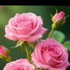 liza.akter5528