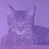 farrahkrout