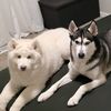 dailydogdrama