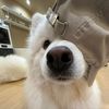 funny pets 999