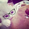 sifa.sr4