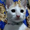 .fariya334
