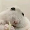 bobtheblobber