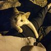 sukakucing_48