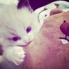 nhpaaaa_
