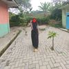 abdul.rohim7612
