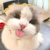 thv.aya0