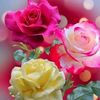 .sk.shan.putha