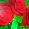 user9155819216525