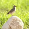 habibrafiq24