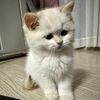 tao.zhang96