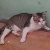 nomghettiktok
