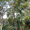 kurnia3025