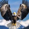 doug.eagle.eyes