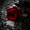 om.ali.ali55