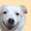 poosicat8