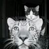q_7rf