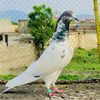 zain62756