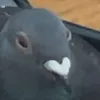 pigionwithwifi0