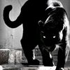 pantera_a55