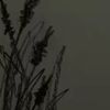 lwforlife_lw