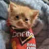 kittyyy_sock
