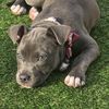 estrellathepitbull