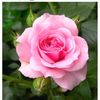mamah_cantik.3