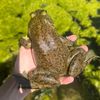 somefatfrogs