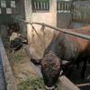 kandangsapialfarm