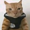 catlovers_385