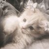 mimi_fps2